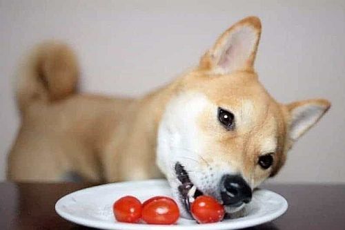 Bisakah Anjing Peliharaan Anda Memakan Tomat?